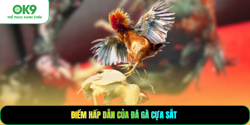 Điểm hấp dẫn của đá gà cựa sắt