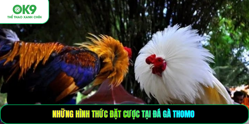 Những hình thức đặt cược tại đá gà thomo