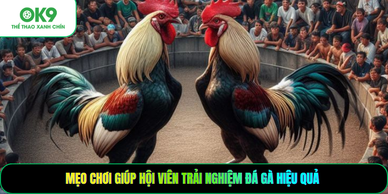 Mẹo chơi giúp hội viên trải nghiệm đá gà hiệu quả