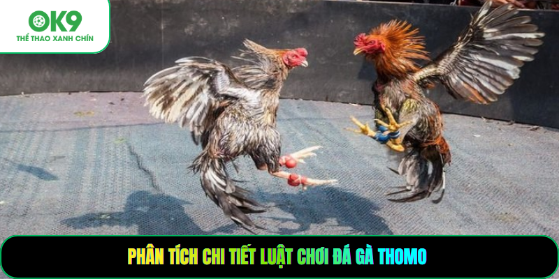Phân tích chi tiết luật chơi đá gà thomo