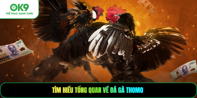 Tìm hiểu tổng quan về đá gà thomo