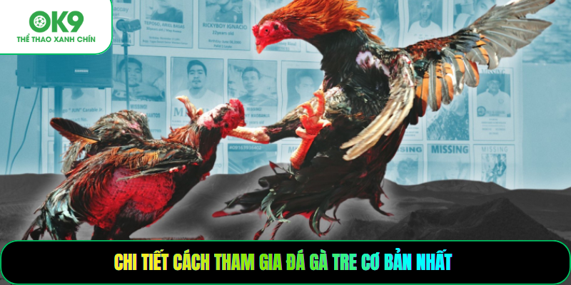 Chi tiết cách tham gia đá gà tre cơ bản nhất