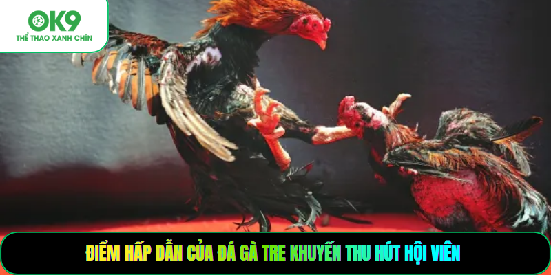 Điểm hấp dẫn của đá gà tre khuyến thu hút hội viên