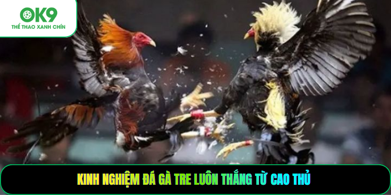 Kinh nghiệm đá gà tre luôn thắng từ cao thủ